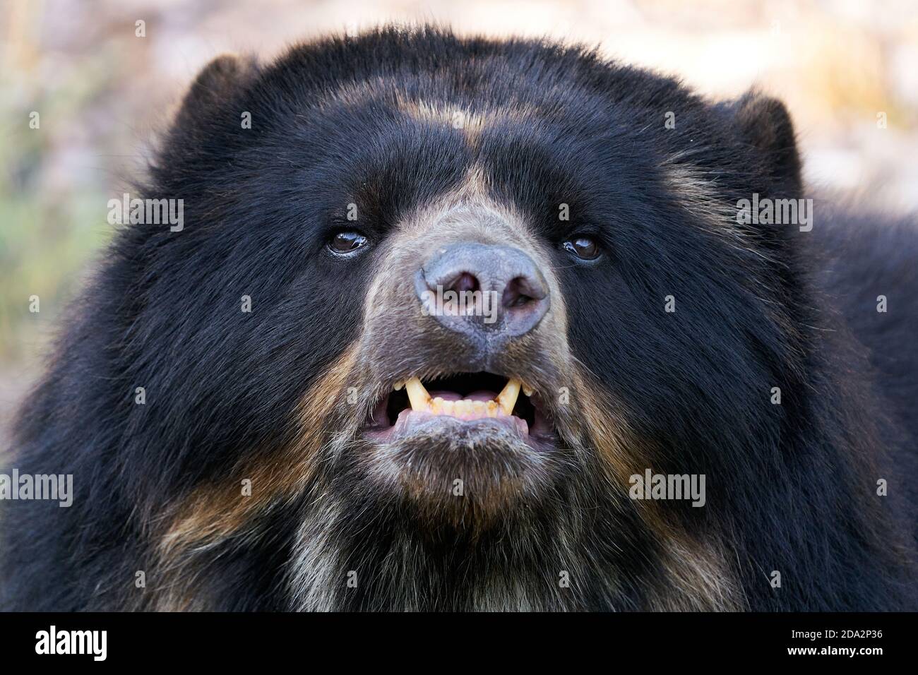 Orso con occhiali nel suo ambiente naturale Foto Stock
