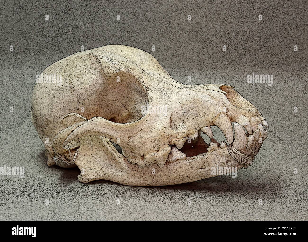 Cranio di un piccolo cane. Ossa animali per anatomia. Foto Stock