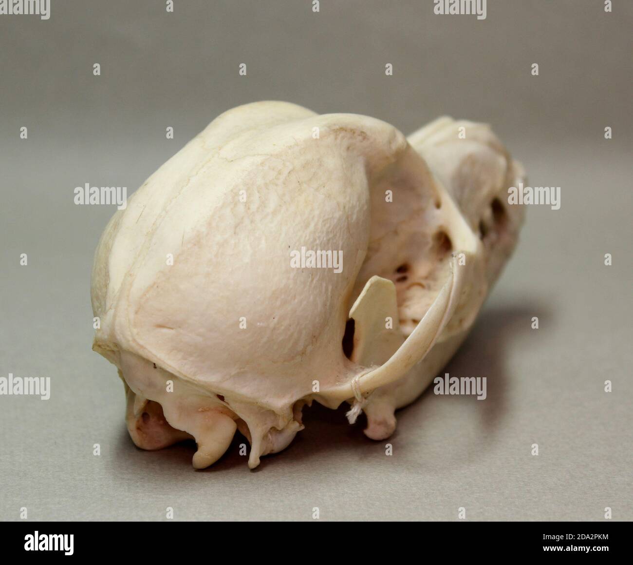 Cranio di un piccolo cane. Ossa animali per anatomia. Foto Stock