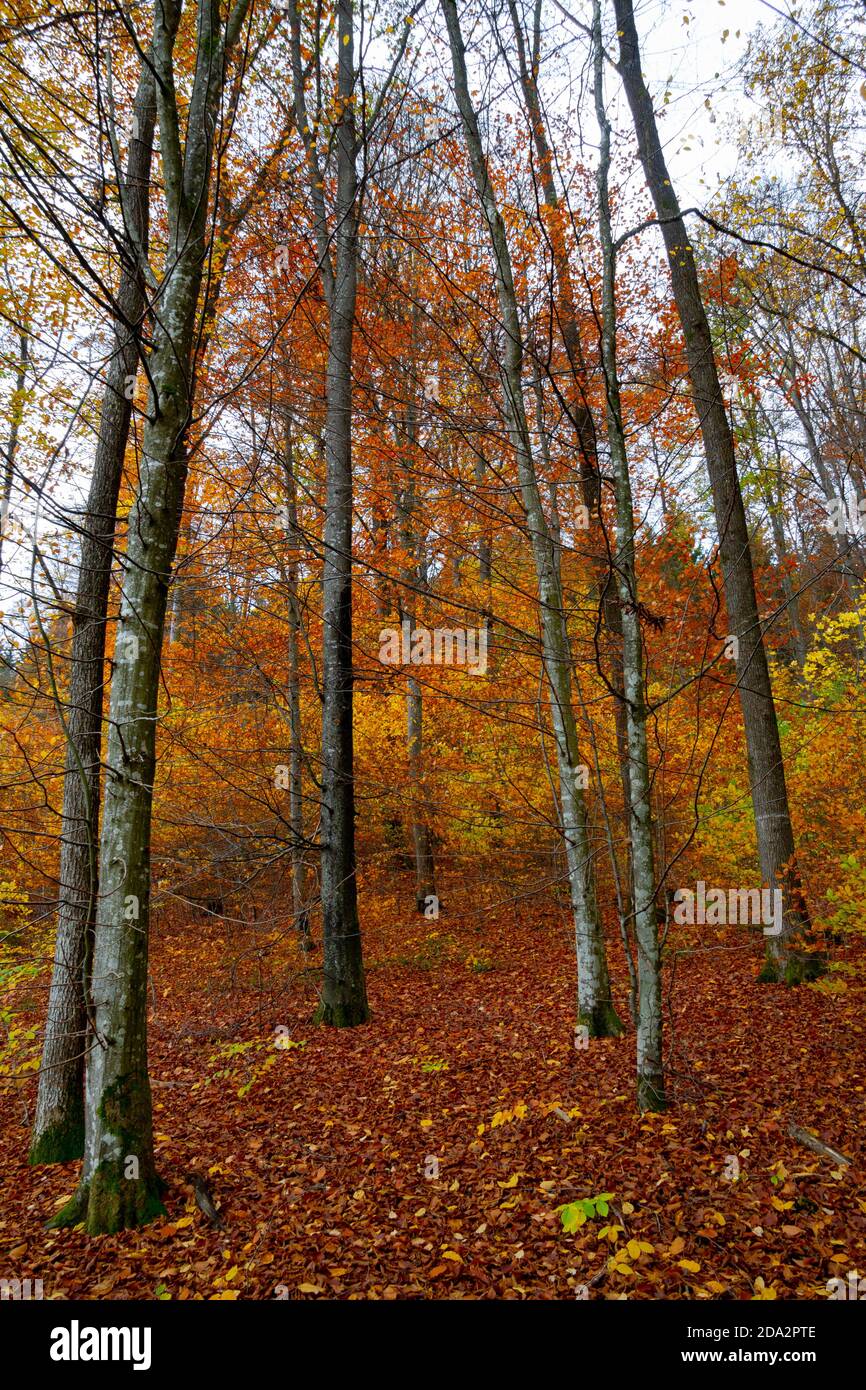 Alberi della foresta di autunno per sfondo naturale di autunno Foto Stock