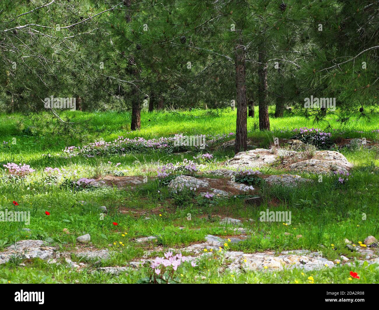 Raduna con ciclamini selvaggi nella foresta. Erba giovane, pini e ciclamini rosa. Foto Stock