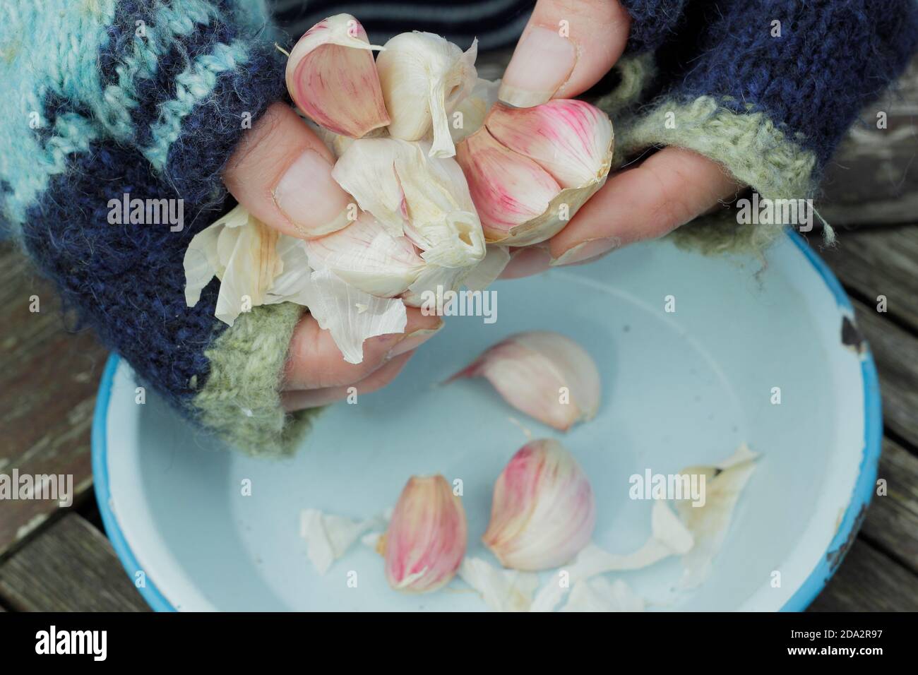 Allium sativum var. Ophioscorodon "Carcasonne Wight". Donna giardiniere apertura uno spicchio di aglio collo duro 'Carcasonne Wight' per la semina in autunno. REGNO UNITO Foto Stock