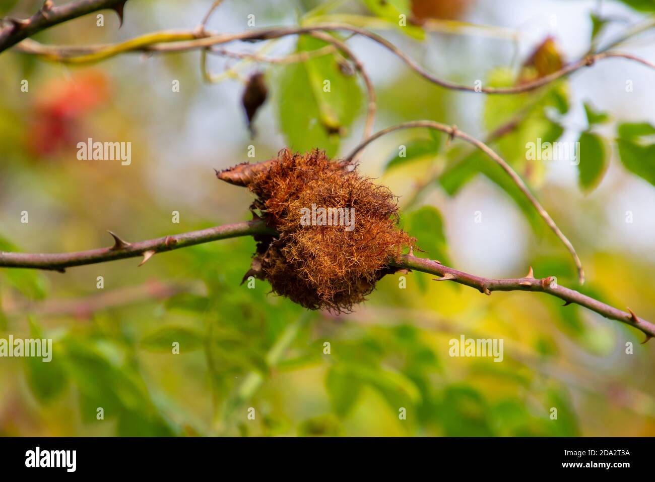 Closeup di una gallina di bedeguar su una rosa selvatica, causata da una vespa Diplolepis rosae Foto Stock