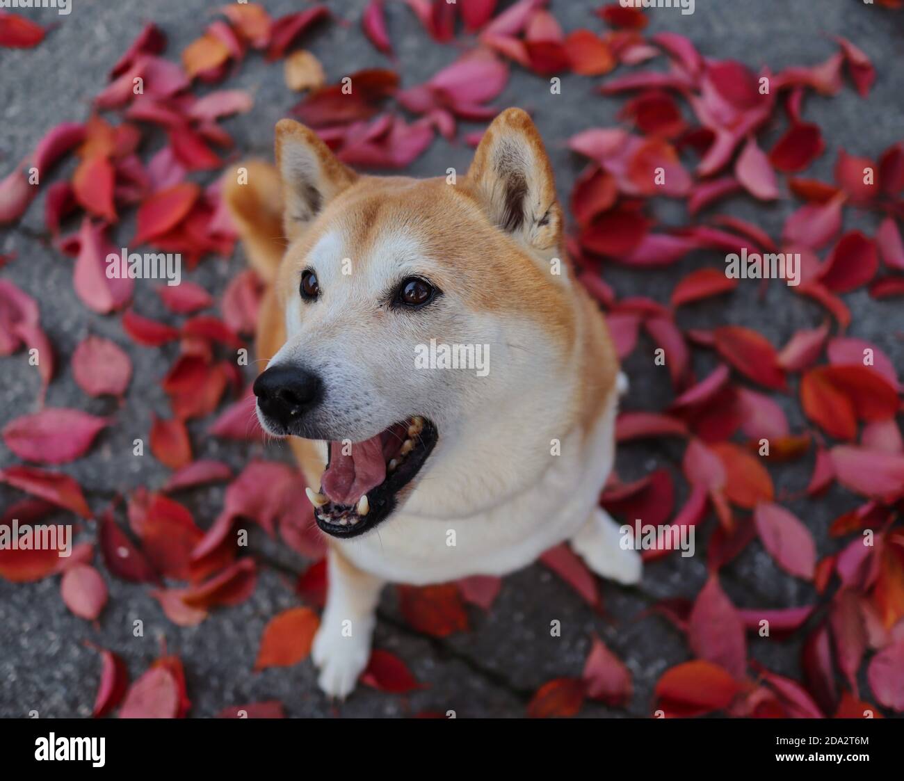 Shiba dall'alto si innalza e si siede sulle colorate foglie di viola caduto durante la stagione autunnale. Lo Shiba Inu è un cane di razza giapponese. Foto Stock