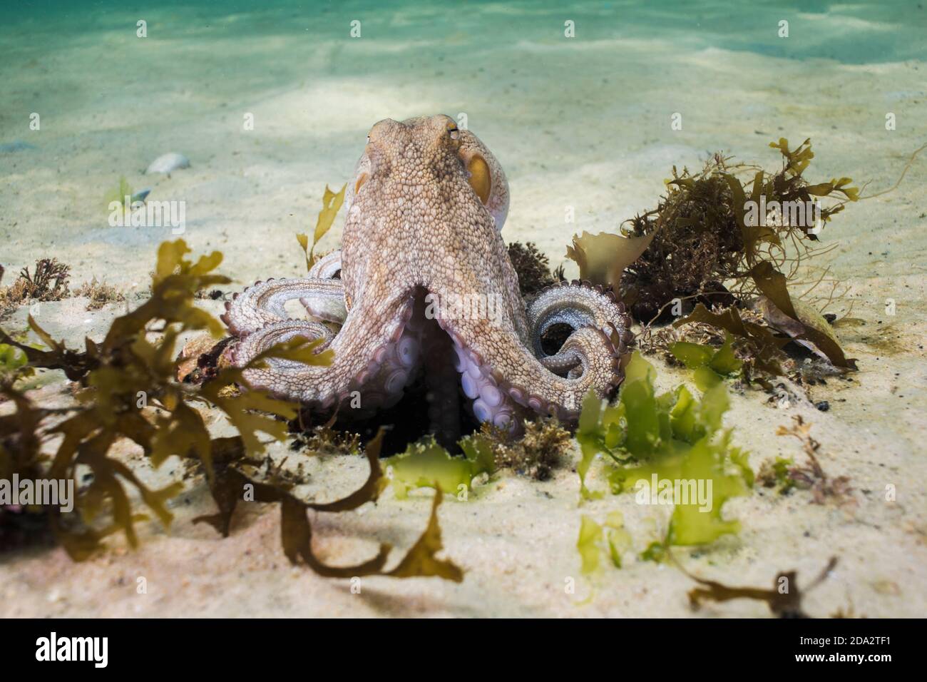 Octopus comune (Octopus vulgaris) che sale dalla sua tana circondata da gabbie. Foto Stock