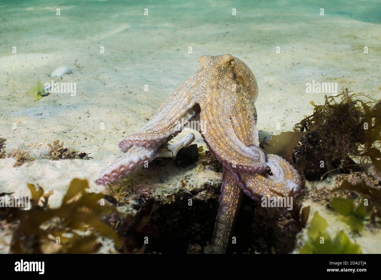 Octopus comune (Octopus vulgaris) che sale dalla sua den che illumina il suo corpo. Foto Stock