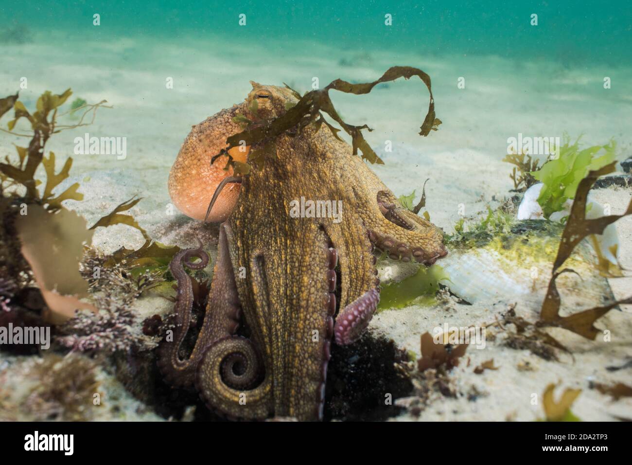 Octopus comune (Octopus vulgaris) che sale fuori dalla sua tana cercando di nascondersi. Foto Stock