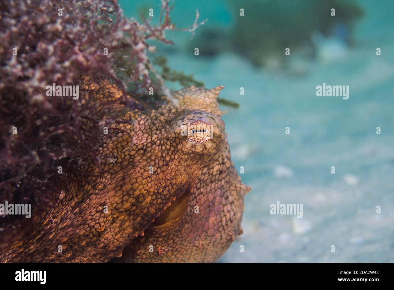 Primo piano di un polpo comune ben camuffato (Octopus vulgaris) aggrappato ad un pezzo di erba di mare. Foto Stock