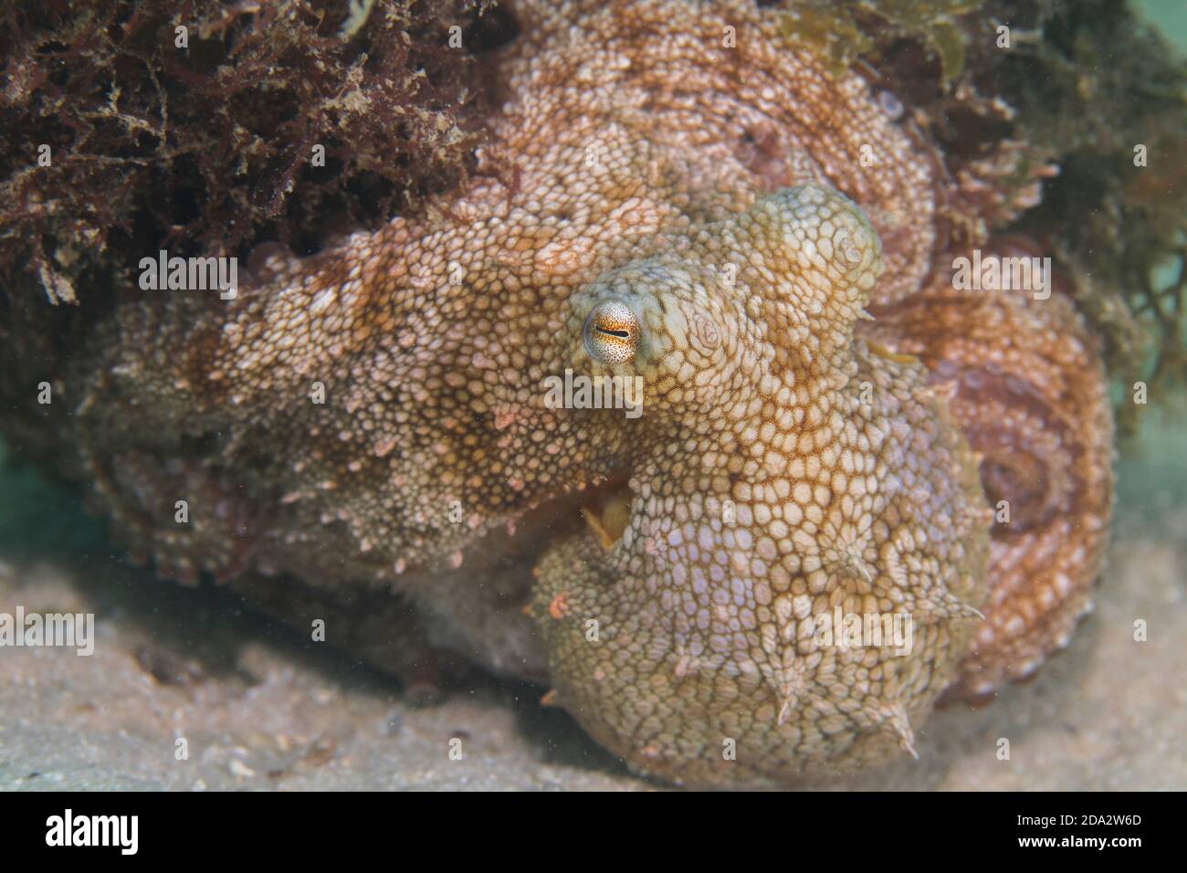 Primo piano di un polpo comune ben camuffato (Octopus vulgaris) aggrappato ad un pezzo di erba di mare. Foto Stock