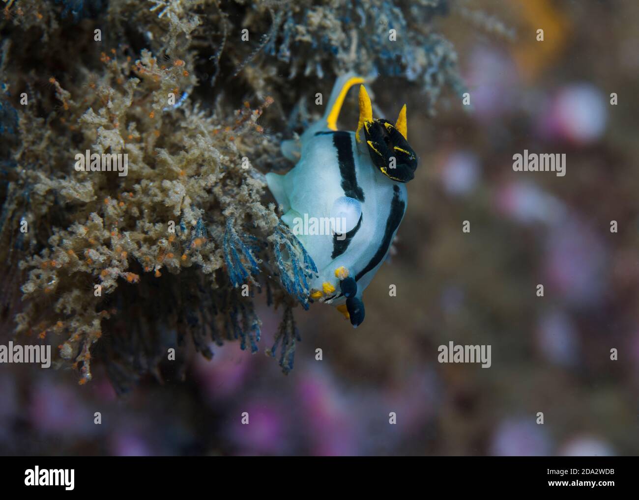 Nudiramazione coronata (Polycera capensis) corpo bianco o grigio con strisce nere o gialle. Foto Stock