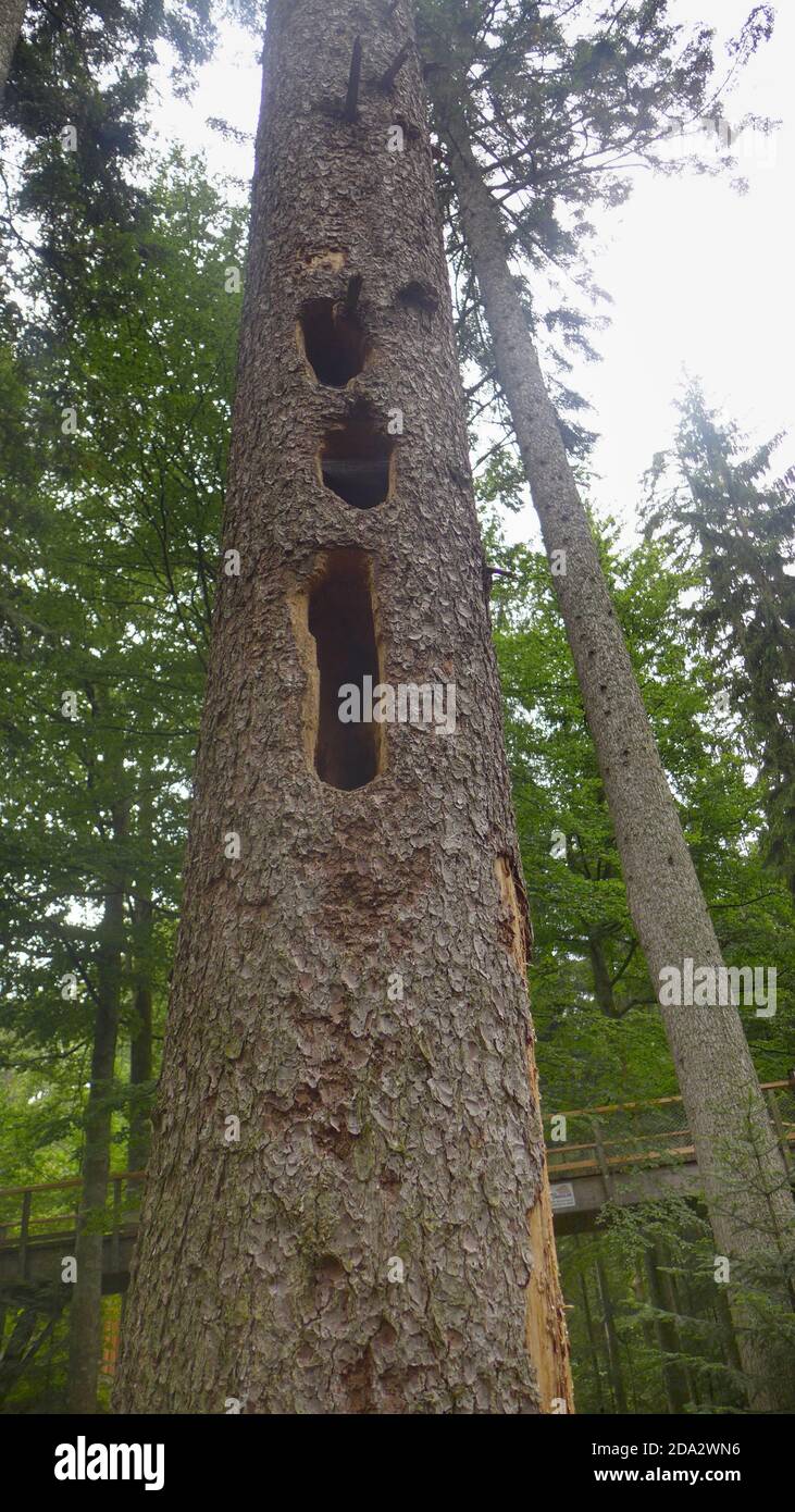 Abete bianco d'argento europeo (Abies alba), con grotte fatte da picchetti, Germania, Baviera Foto Stock