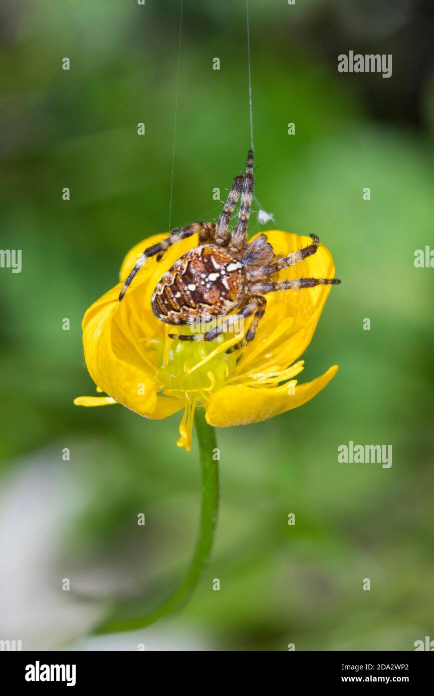 Croce orbweaver, ragno da giardino europeo, ragno a croce (Araneus diadematus), su una tazza di burro, Ranunculus, Germania Foto Stock