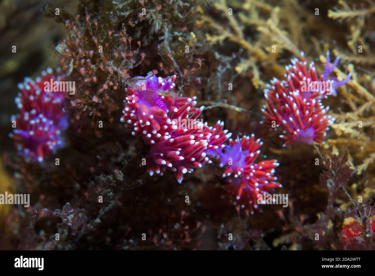 Un gruppo di nudibranchi di signora viola (Flabellina funeka) snello aeolide viola-corposo con cerata rossa avente punte bianche. Foto Stock