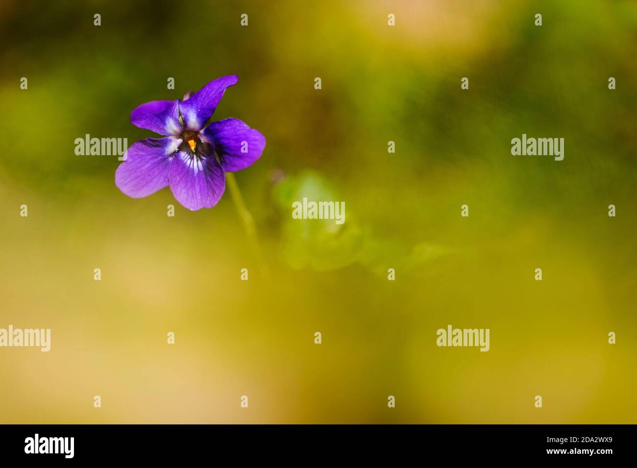 Viola inglese, viola dolce (Viola odorata), fiore, Paesi Bassi, Frisia Foto Stock