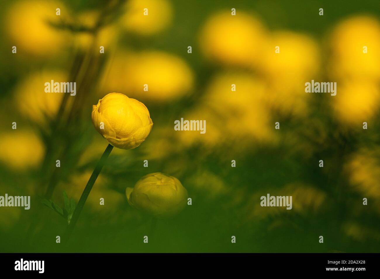 Globeflower Europeo, Globe Flower (Trollius Europaeus), Fioritura, Svizzera, Vallese Foto Stock