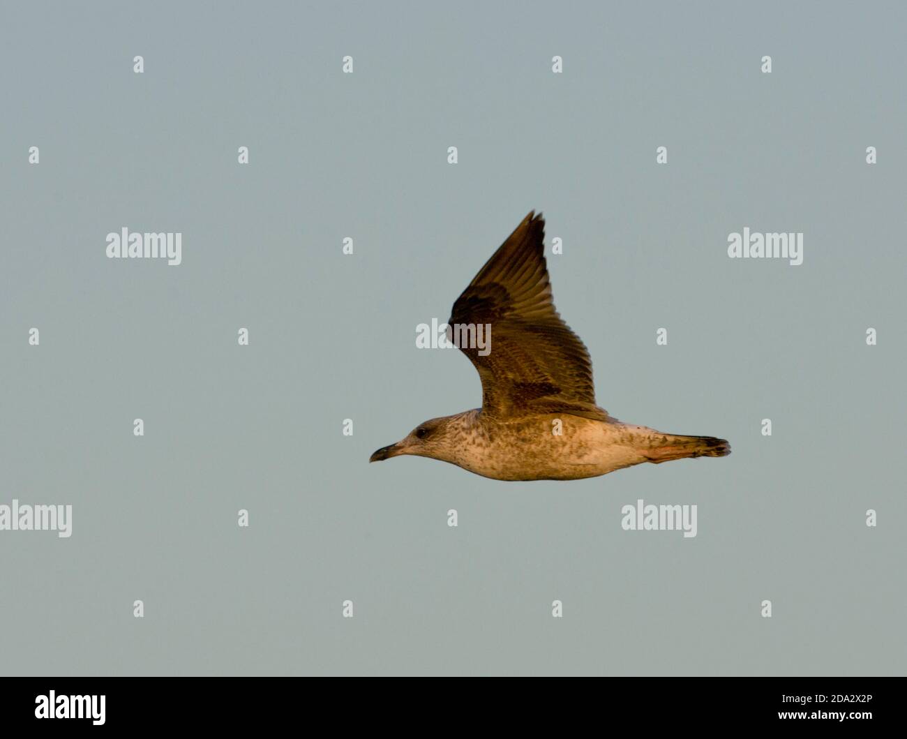 Gabbiano minore con fondo nero (Larus fuscus), secondo anno calandro Gull con fondo nero in volo, Marocco Foto Stock