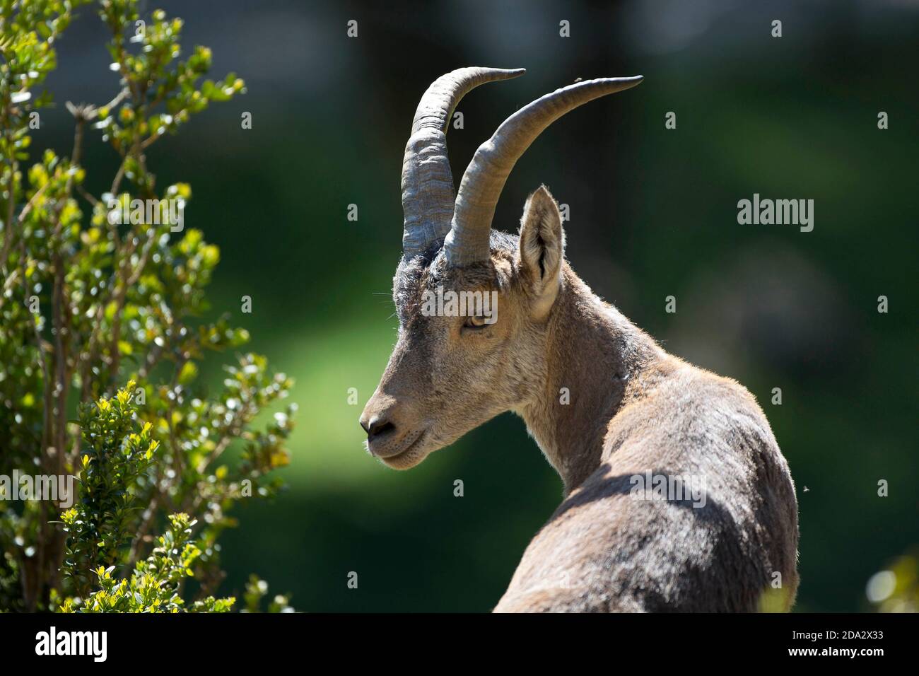 Stambecco alpino (stambecco di Capra, stambecco di Capra), buck guardando al lato, Spagna, Pirenei, Ordessa Foto Stock