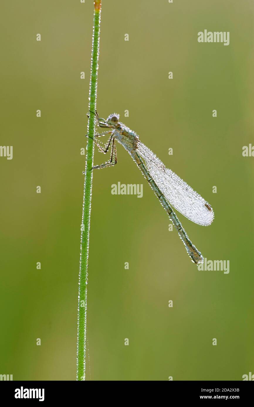 Damselfly a zampa bianca, zampa di piume blu (pennipi Platycnemis), femmina seduta coperta di gocce di rugiada a stelo, Belgio, Den Diel Foto Stock