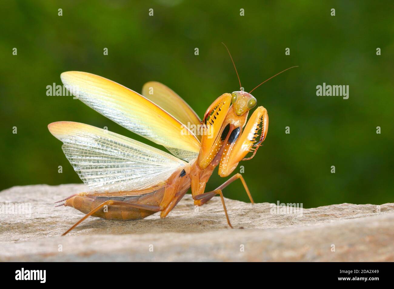 Mantis prediante europea (Mantis religiosa), raro morfo giallo, posa difensiva, Germania Foto Stock