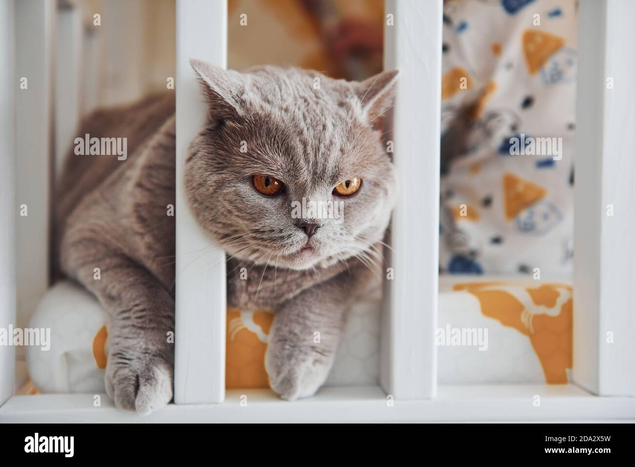 Ritratto di bel gatto dai capelli corti che giace sul letto interno Foto Stock