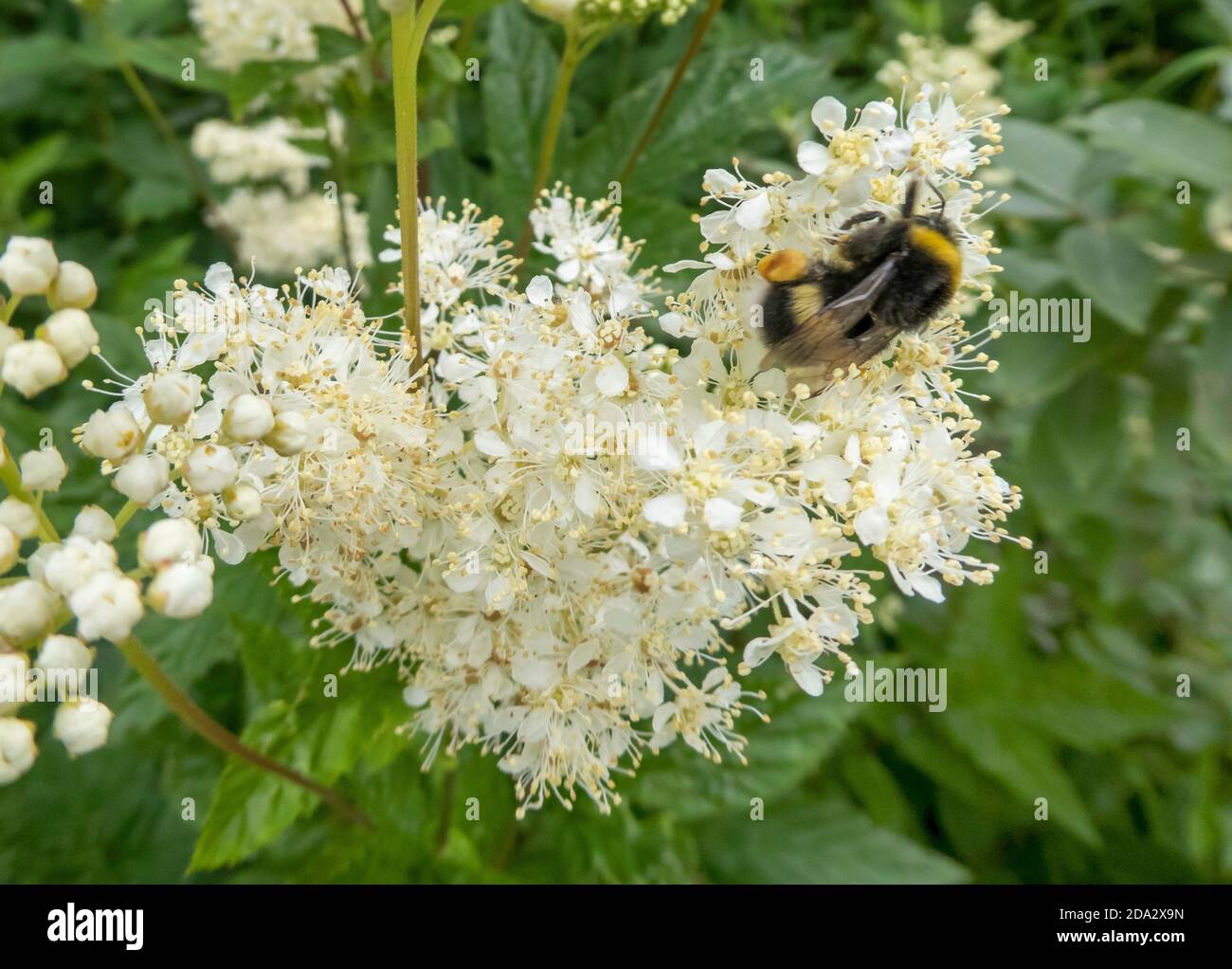 Bomble (Bombus terrestris), Bumblebee scuro e Real Sweet, Norvegia, Troms Foto Stock