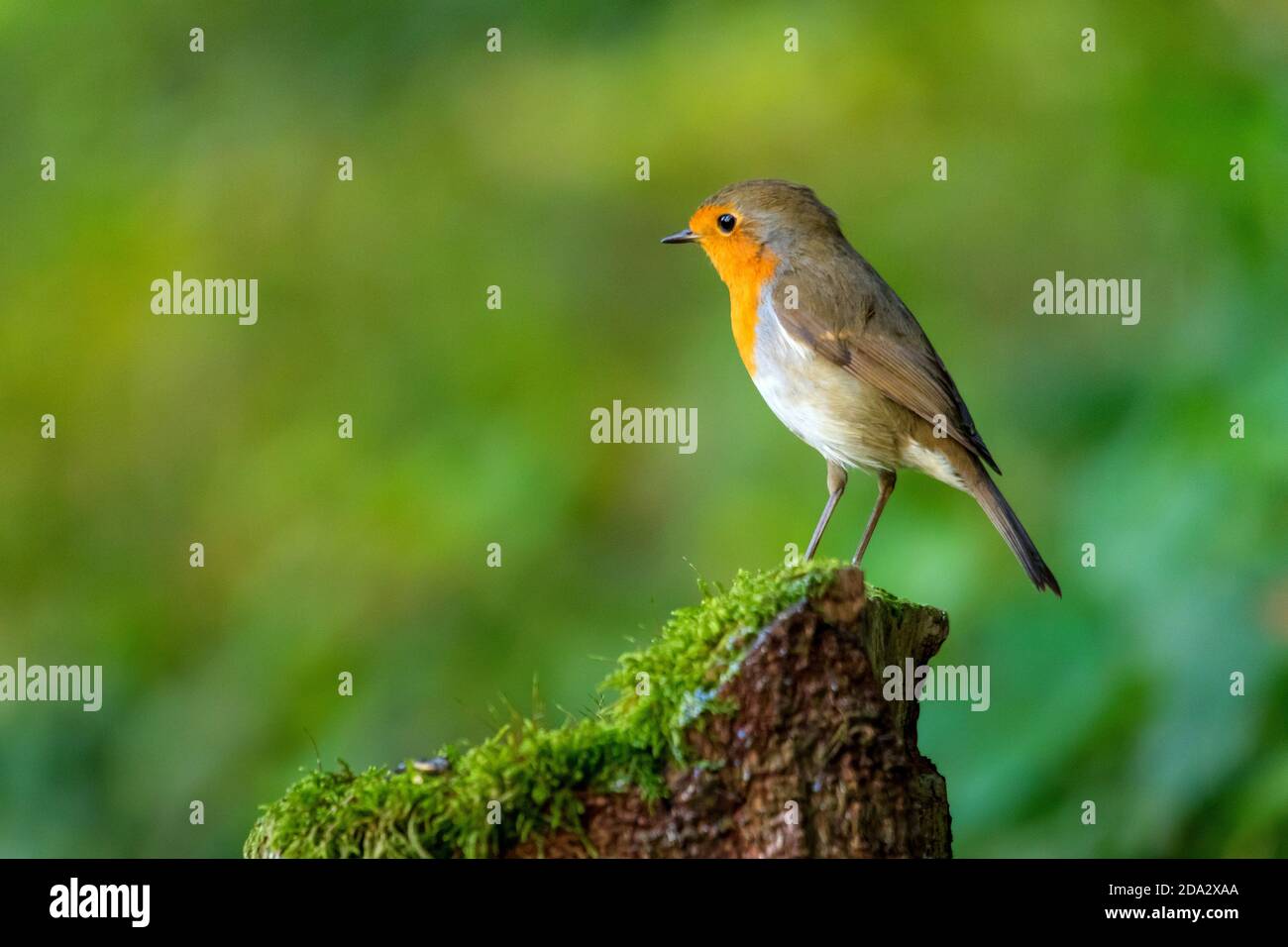 Il robin europeo (Erithacus rubecula), siede su un serpente di albero della mussina, Svizzera, Sankt Gallen Foto Stock