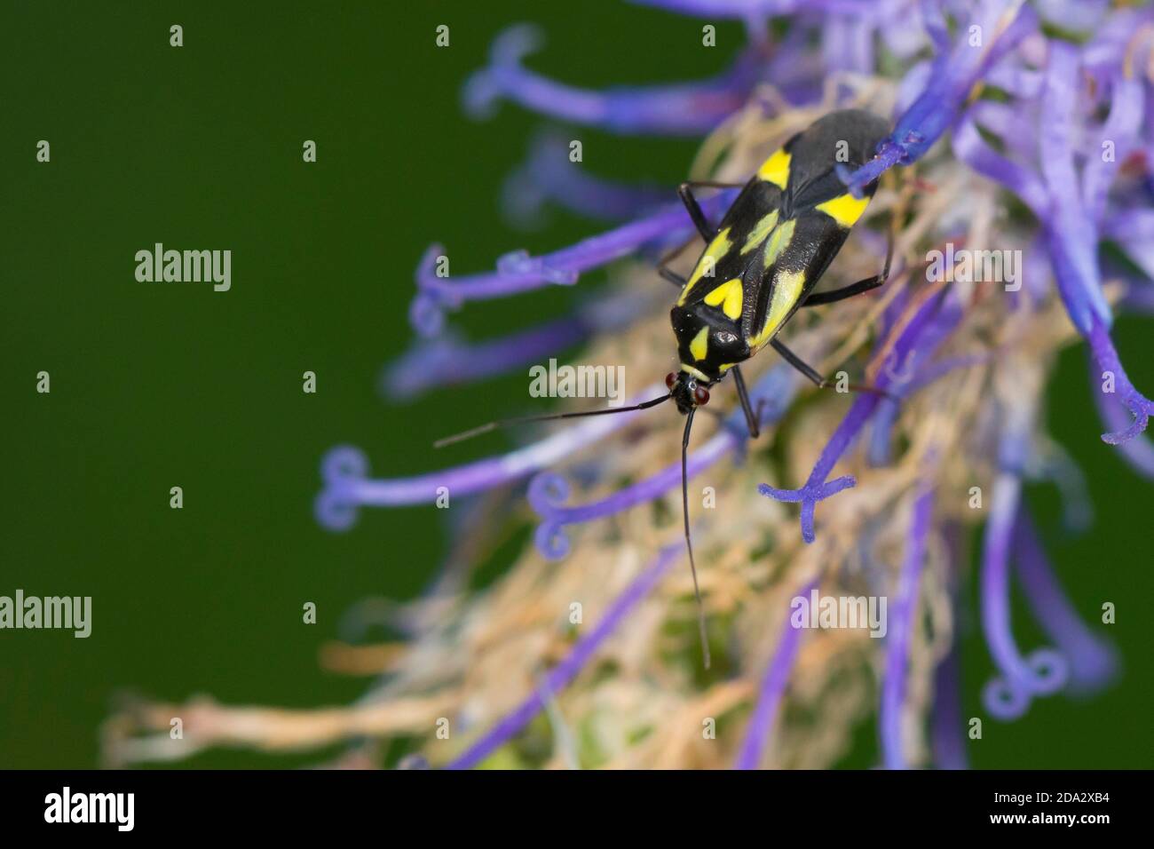 Capside bug (Grypocoris sexguttatus, Calocoris sexguttatus), siede su infiorescenza appassita, Germania Foto Stock