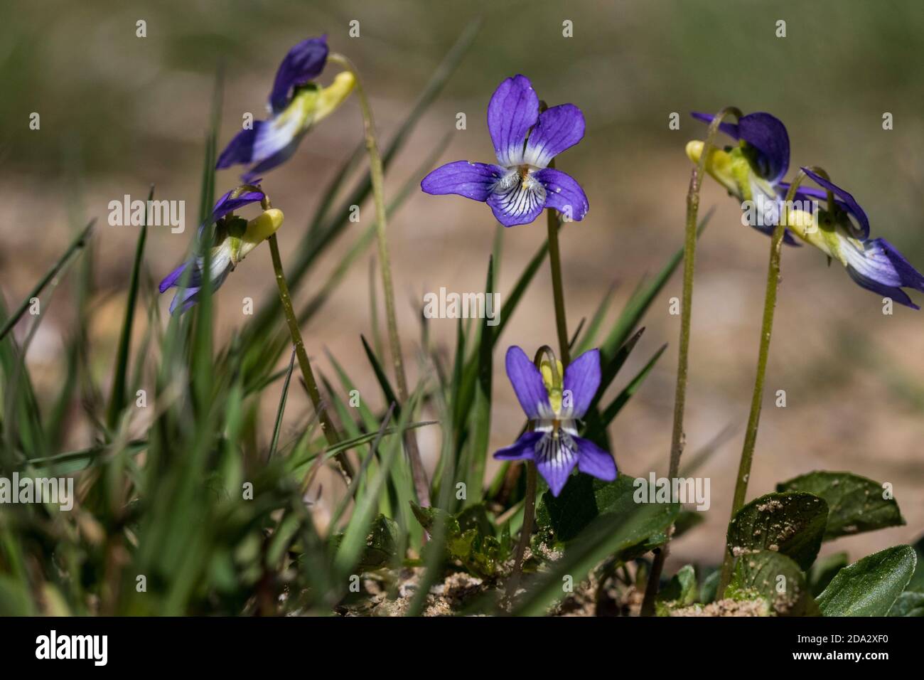 heath violet, heath dog-violet (Viola canina), Blooming, Olanda, Gelderland Foto Stock