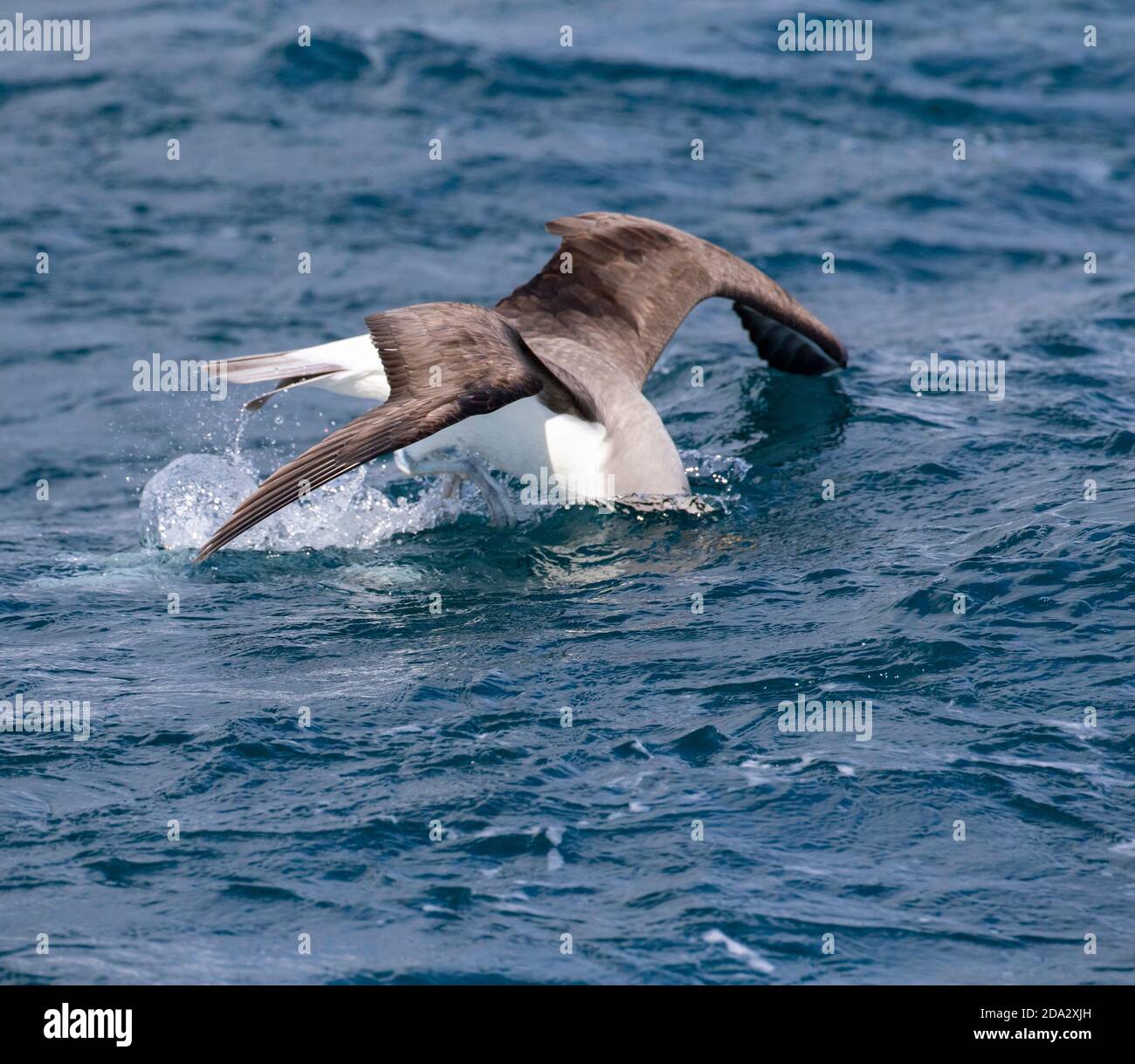 Northern Buller's Albatross, Buller's Albatross, Buller's mollymawk (Thalassarche Bulleri platei, Thalassarche platei), volo di caccia, immersione Foto Stock