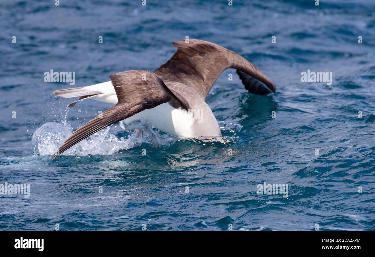 Northern Buller's Albatross, Buller's Albatross, Buller's mollymawk (Thalassarche Bulleri platei, Thalassarche platei), volo di caccia, immersione Foto Stock