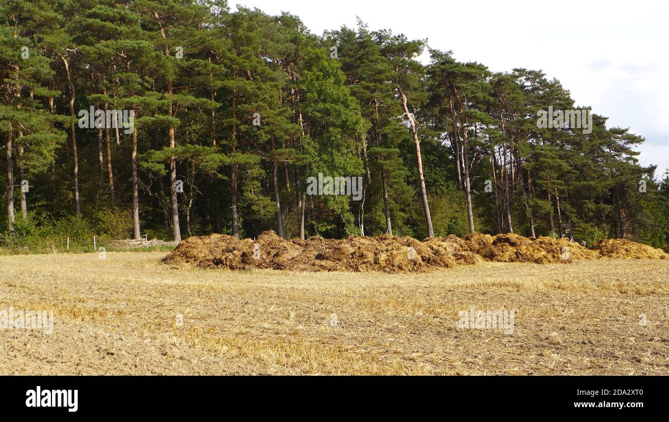 Dungheill su un campo di fronte ad una pineta; concime organico con concime stabile, Germania Foto Stock