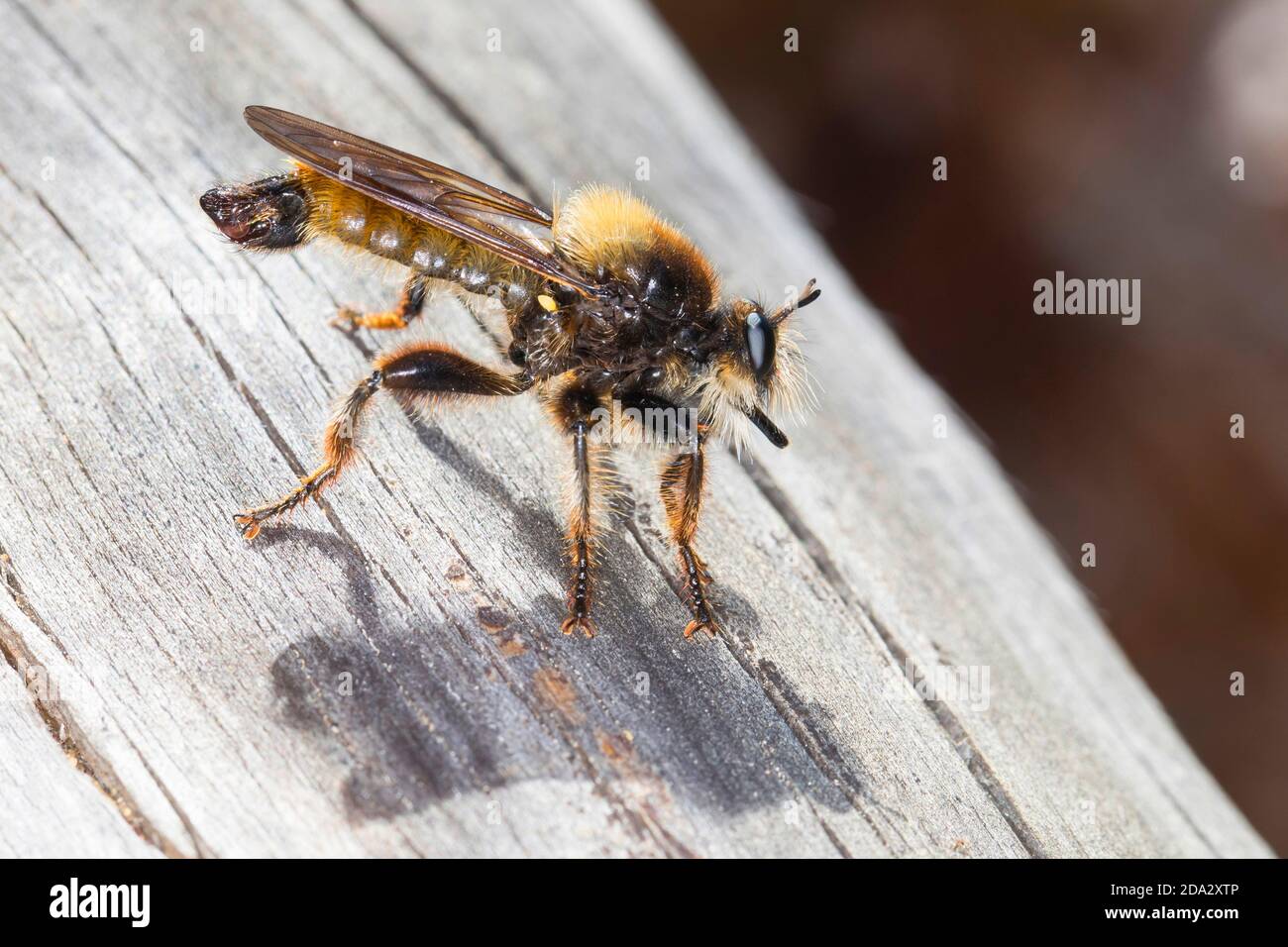 Laphria gialla, rapa bumblebee, rapa gialla, assassino giallo fly, ape come Robber-fly, Bee-come Robber-fly, Bee come Robberfly (Laphria Foto Stock