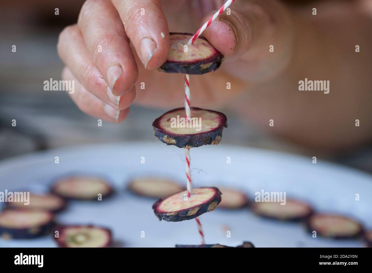 Pino di pietra svizzero, pino arolla (Pinus cembra), produzione catena conica, foto serie 4/10, Germania Foto Stock