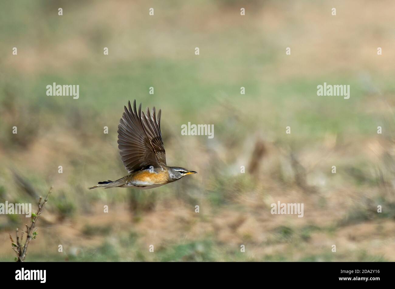 Tordo (Turdus oscurus), femmina in volo, Mongolia, Ugii Nuur Foto Stock