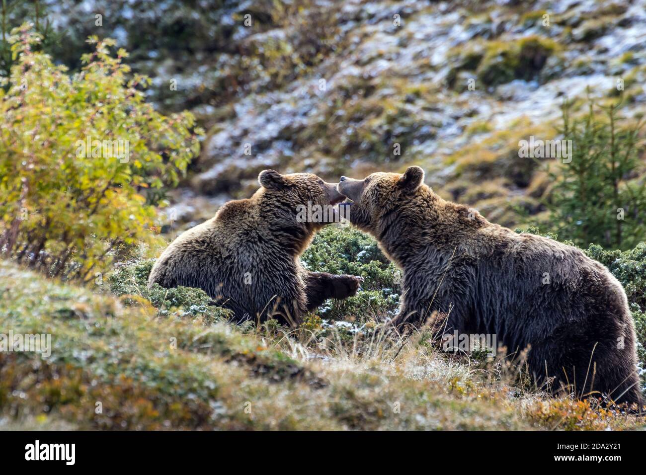 Orso bruno europeo (Ursus arctos arctos), due orsi bruni che giocano in uno scenario montano in autunno, Svizzera, Grigioni, Arosa Foto Stock