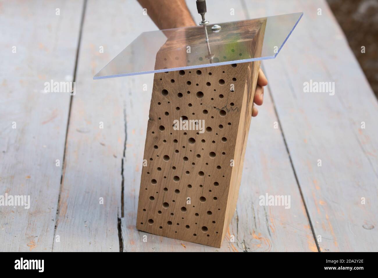 Nidificazione delle api selvatiche in legno duro, per la protezione contro la pioggia un pannello in plexiglass è avvitato sul lato smussato, in Germania Foto Stock