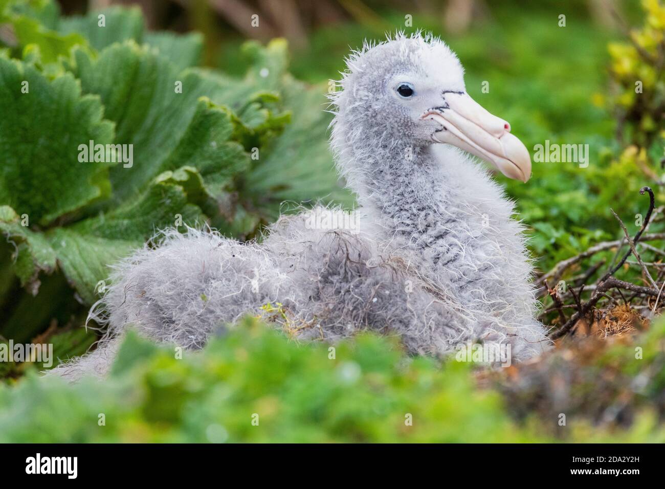 Il petrel gigante settentrionale, il petrel gigante, il petrel gigante di Hall (Macronectes halli), Chick seduto sul suo nido, Nuova Zelanda, Isole Antipodes Foto Stock