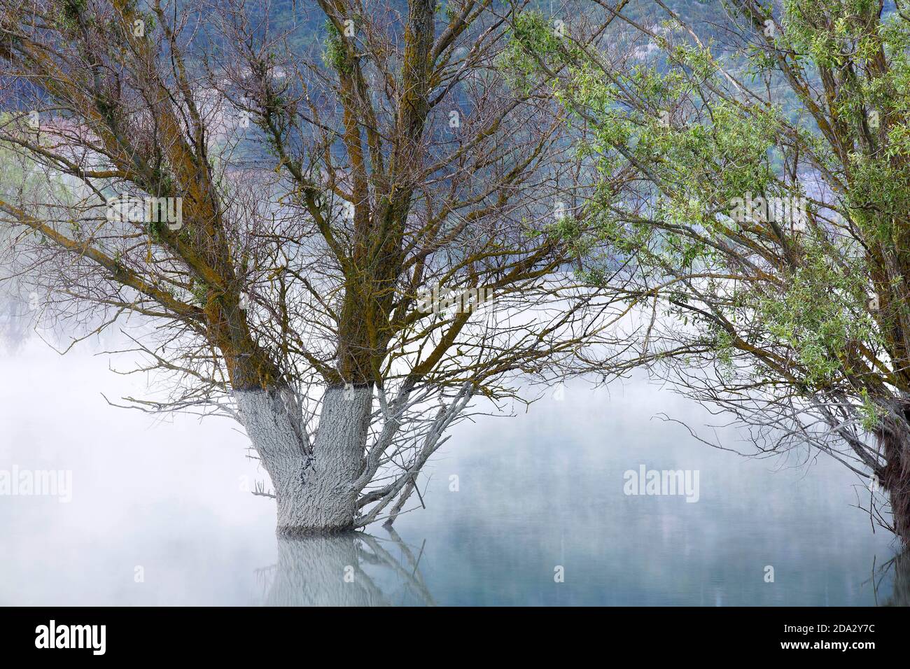 Palude foresta con salici, Spagna, Pirenei, Ordessa Foto Stock