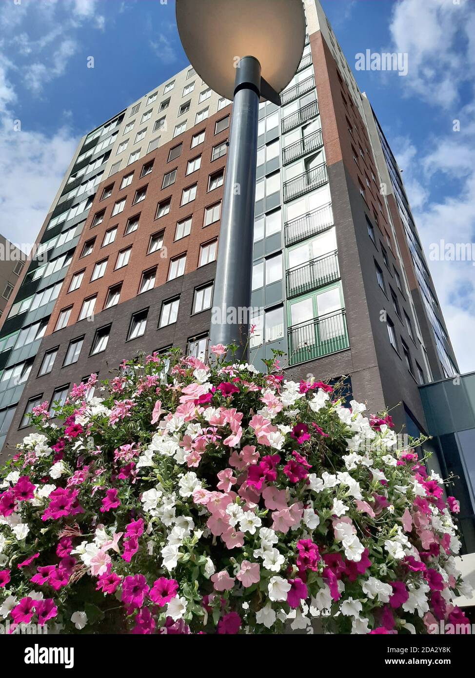 petunia da giardino (Petunia x hybrida, Petunia-Hybride), vaso di fiori su una lanterna di fronte a un edificio a più piani, Germania Foto Stock