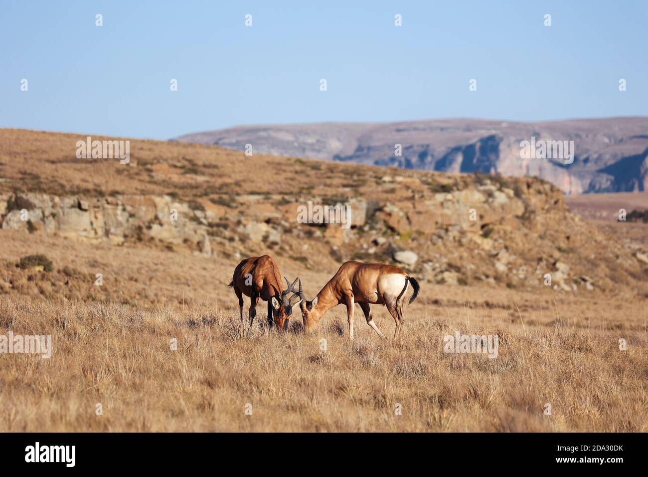 Due antilopi rossi più aspri in piedi nel campo pascolo. Animali di colore bruno-rossastro con marcature nere che contrastano con il suo addome bianco e dietro, Foto Stock