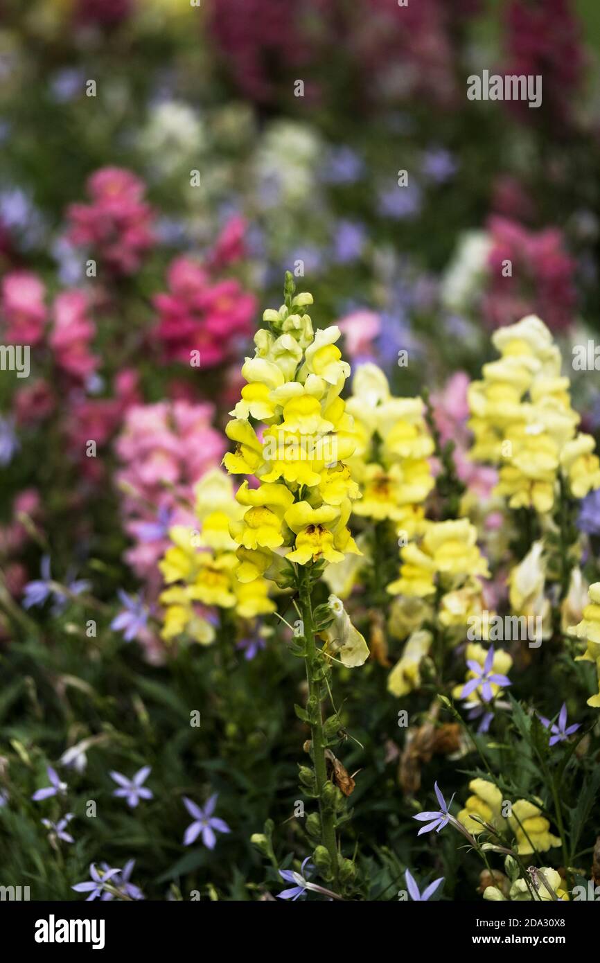 Colorati Antirrhinum Snapdragons che crescono in un letto di fiori. Foto Stock