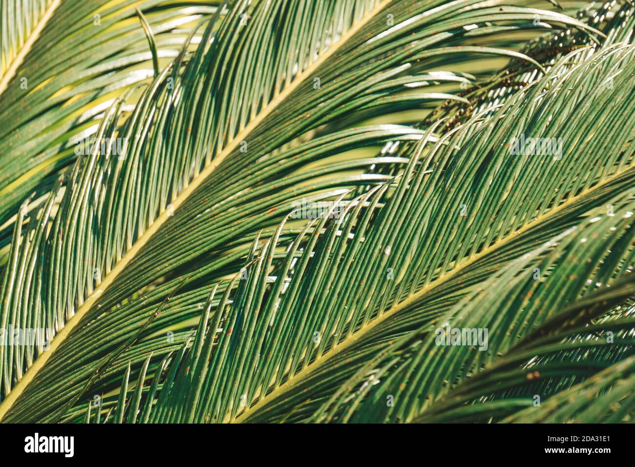 Foglie di palma e rami sfondo. Piante tropicali e alberi. Foto Stock