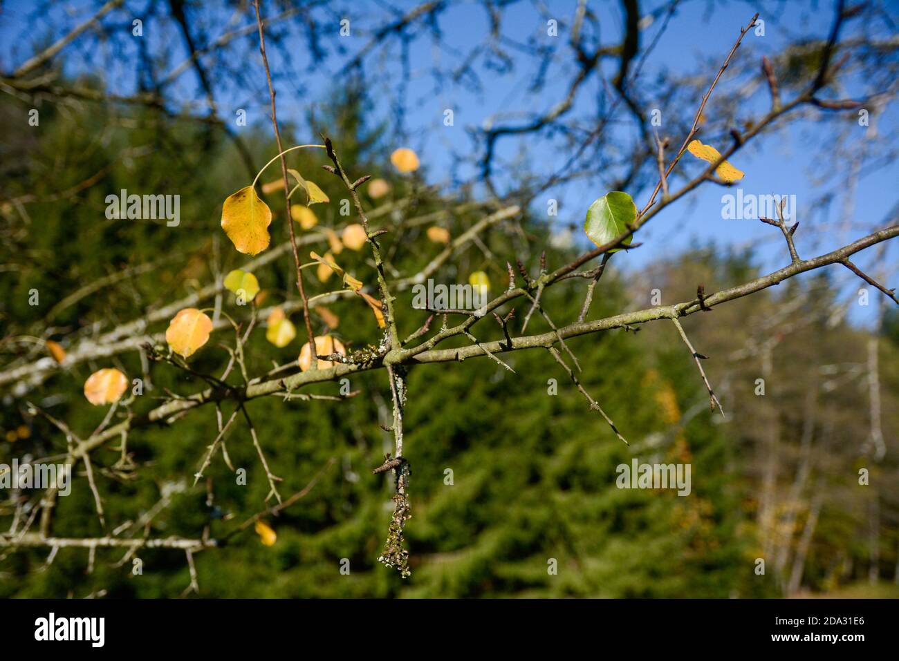 Seelbach, Wald und Herbststimmung am hinteren Tretenbach. Foto Stock