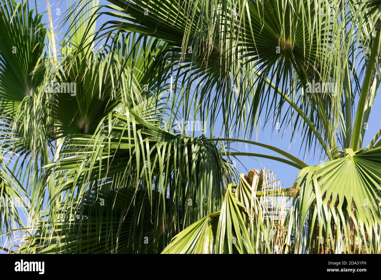 Grandi foglie verdi di palma contro il cielo blu chiaro. Piante tropicali e alberi Foto Stock