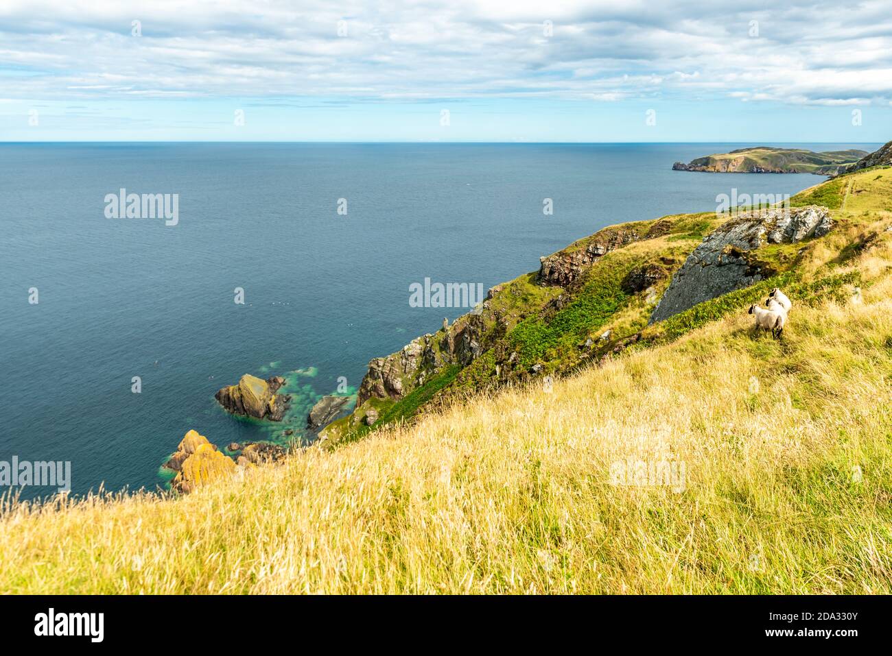 St Abbs, Regno Unito - 03 agosto 2020: Litorale vicino St Abbs Head, Berwickshire, frontiere scozzesi, Scozia. Berwickshire Coastal Path escursione. Fiel Foto Stock