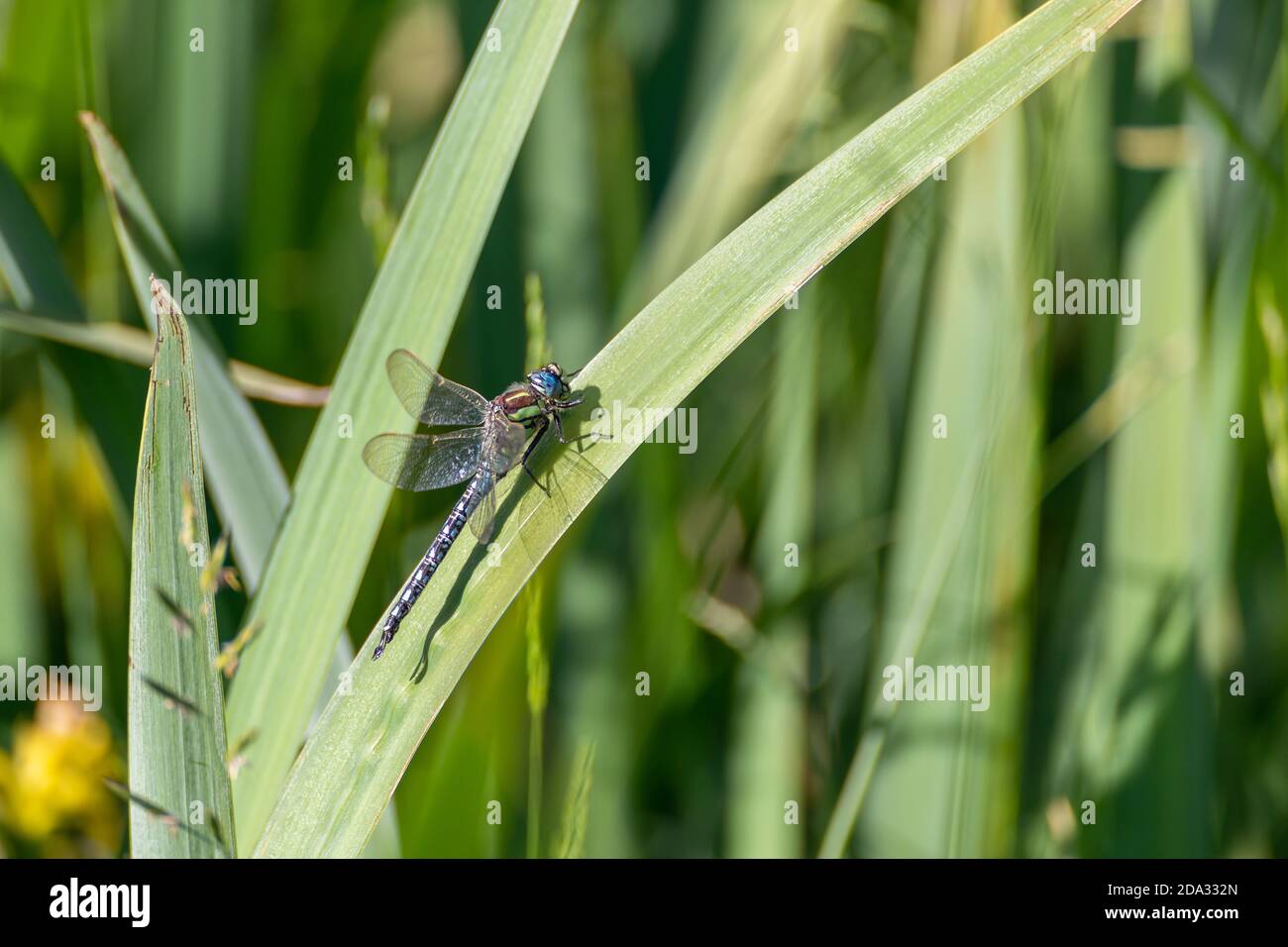Dragonfly in partenza (Valle della Loira, Francia) Foto Stock