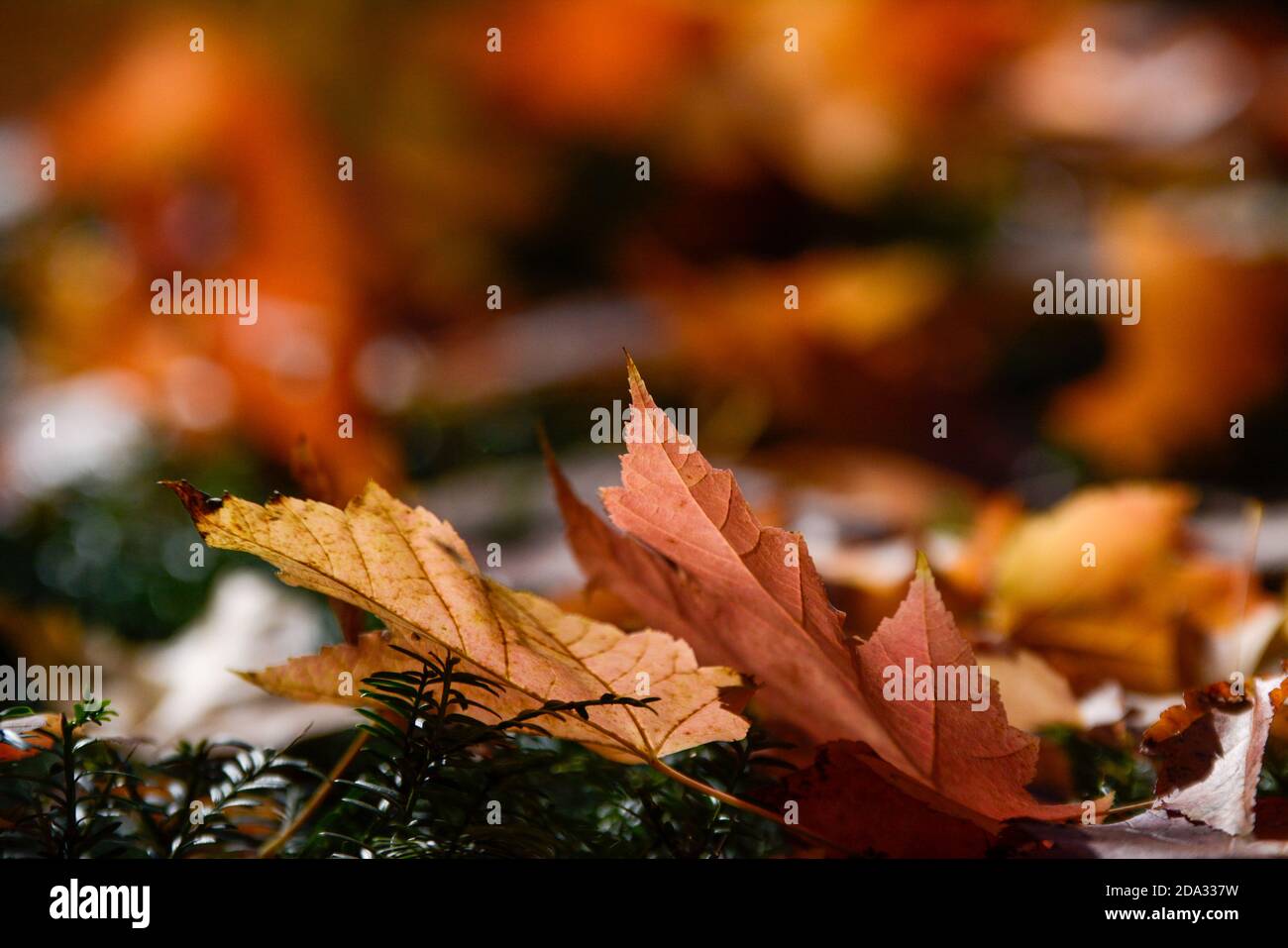 Lahr, Stadtpark und Innenstadt: Herbstimpressionen zur »Chrysanthema«, die in diesem Jahr nur als dekoration stattfindet. © Endrik B Foto Stock