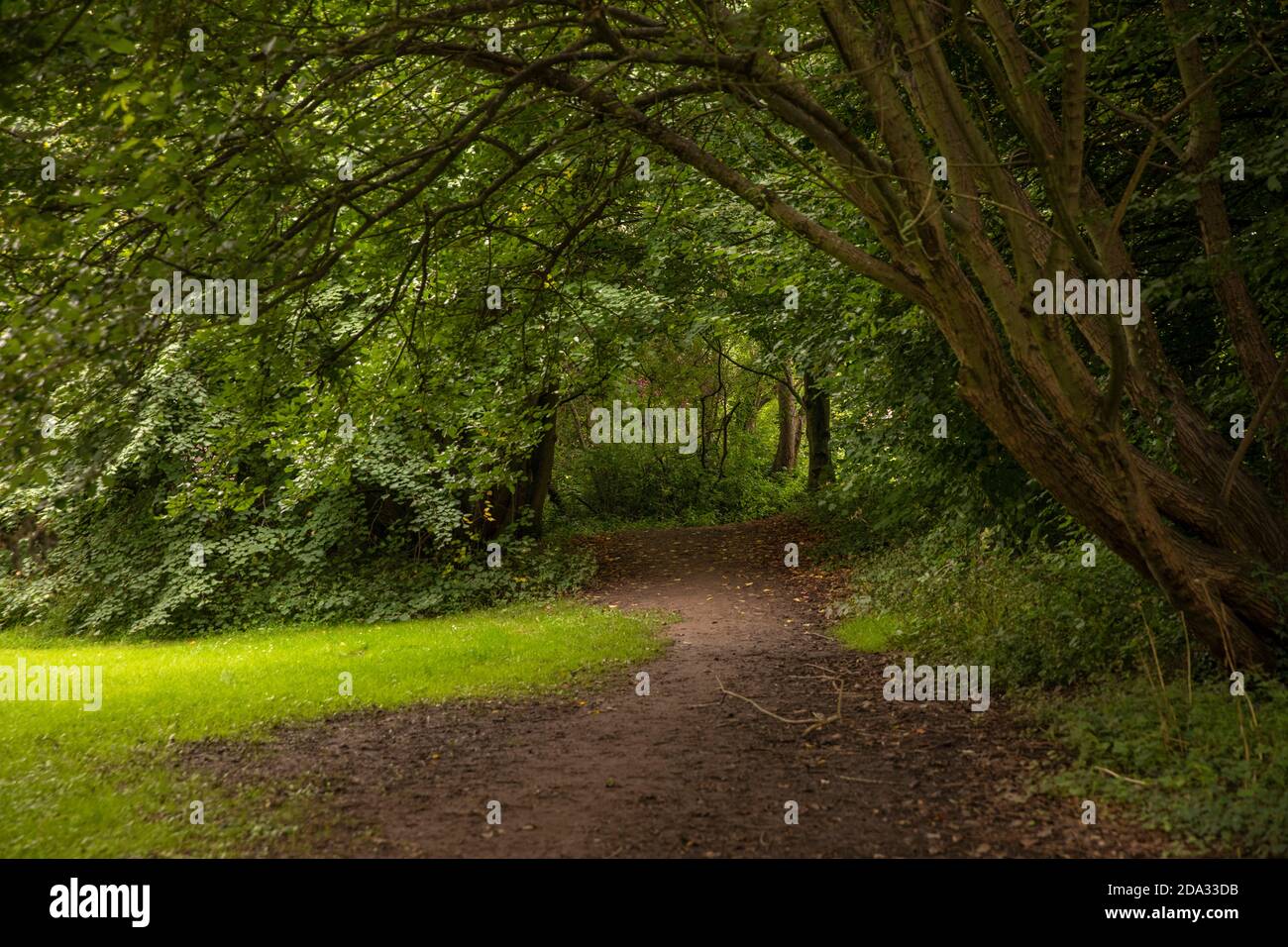 Regno Unito, Inghilterra, Cheshire, Ellesmere Port, Rivacre Valley Country Park, Clayhill Wood sentiero Foto Stock