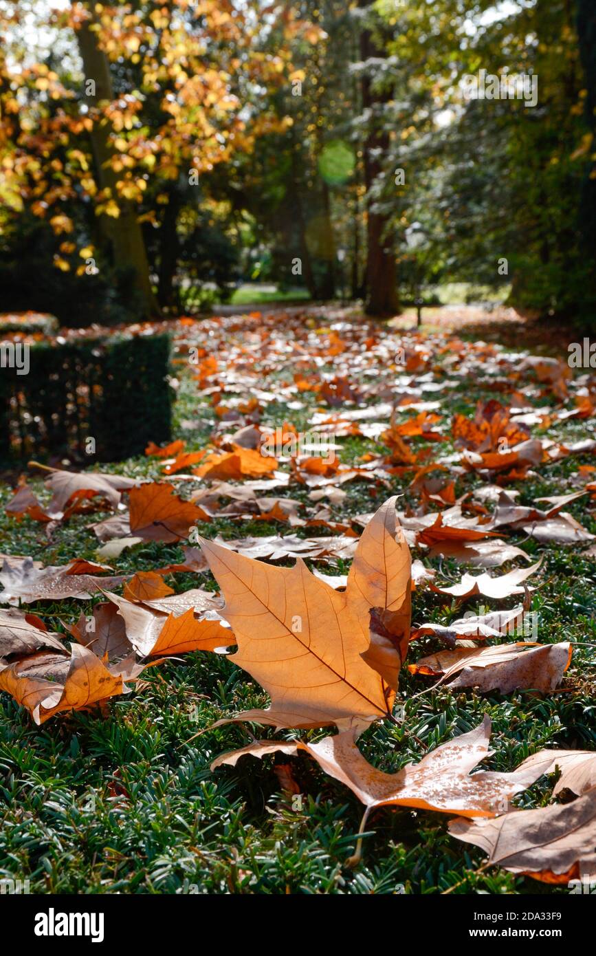 Lahr, Stadtpark und Innenstadt: Herbstimpressionen zur »Chrysanthema«, die in diesem Jahr nur als dekoration stattfindet. © Endrik B Foto Stock
