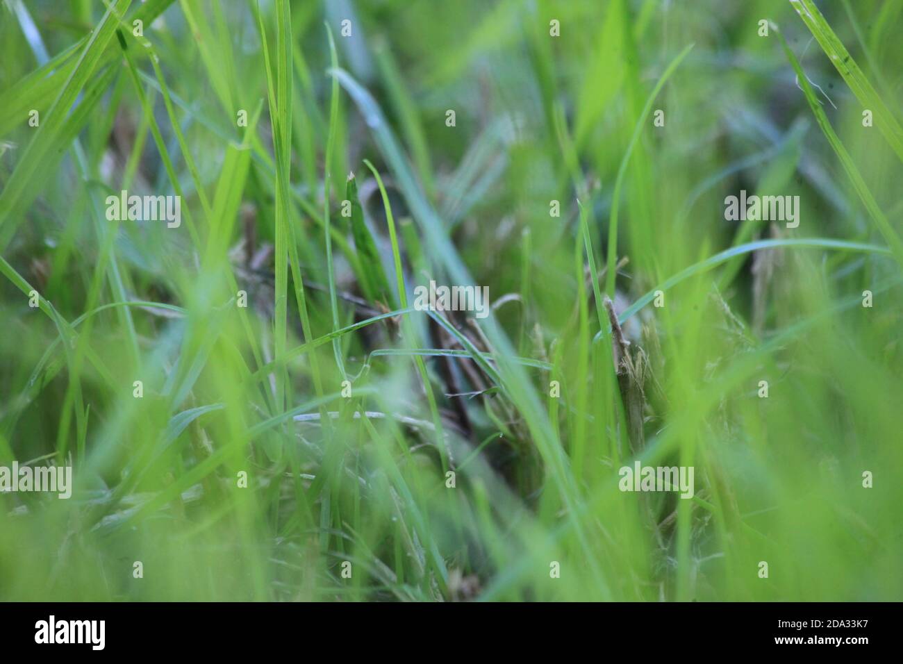 Piante da erba in crescita, graminacee, fuoco selettivo, erba umida, micro ambiente Foto Stock